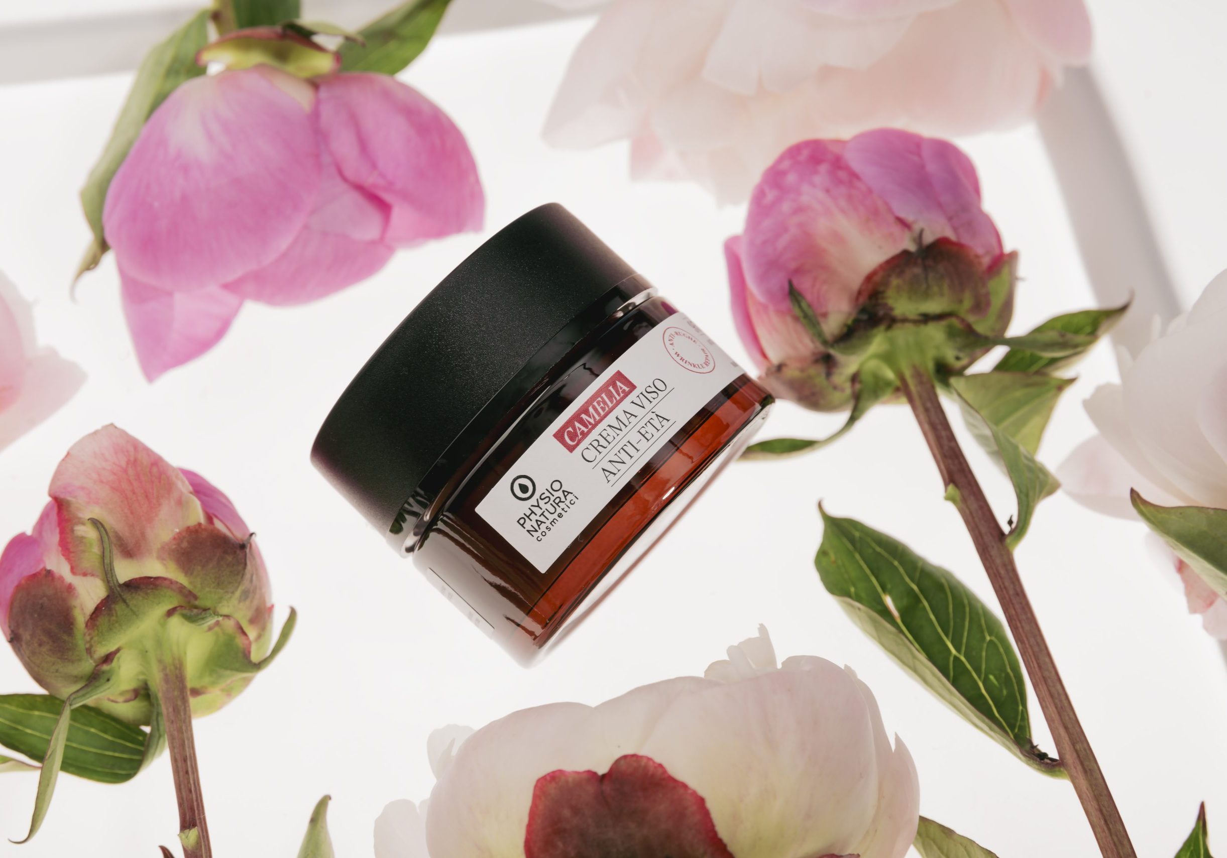 Camelia kräm med blommor nära